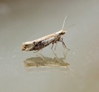 Ypsolopha parenthesella