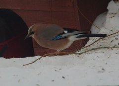 Nøtteskrike (Garrulus glandarius)