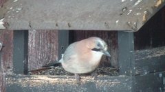 Nøtteskrike (Garrulus glandarius)