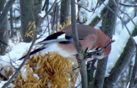 Nøtteskrike (Garrulus glandarius)