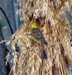 Gulspurv (Emberiza citrinella)