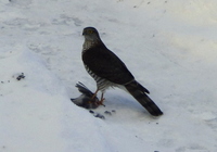 Spurvehauk (Accipiter nisus)