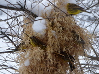 Gulspurv (Emberiza citrinella)