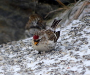 Gråsisik (Carduelis flammea)