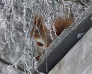 Ekorn (Sciurus vulgaris)