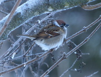 Pilfink (Passer montanus)