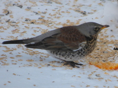 Gråtrost (Turdus pilaris)