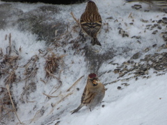 Brunsisik (Carduelis cabaret)