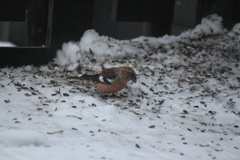 Båndkorsnebb (Loxia leucoptera)