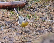 Vintererle (Motacilla cinerea)