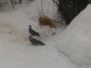 Ringdue (Columba palumbus)