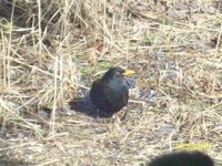 Svarttrost (Turdus merula)