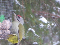 Gråspett (Picus canus)