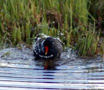 Sivhøne (Gallinula chloropus)