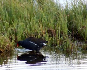 Sivhøne (Gallinula chloropus)