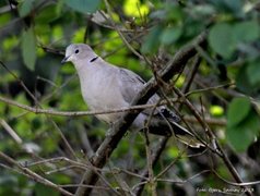 Tyrkerdue (Streptopelia decaocto)