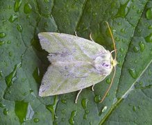 Rødfrynset båtfly (Pseudoips prasinana)