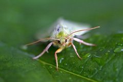 Rødfrynset båtfly (Pseudoips prasinana)