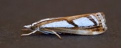 Treflekket nebbmott (Catoptria permutatellus)