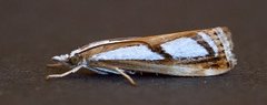 Treflekket nebbmott (Catoptria permutatella)