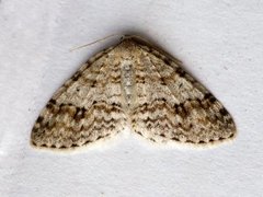 Rognemåler (Venusia cambrica)