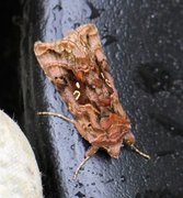 Fiolettbrunt metallfly (Autographa pulchrina)