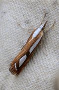 Treflekket nebbmott (Catoptria permutatellus)