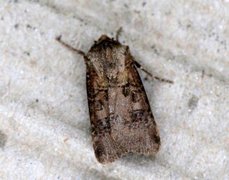 Brunpudret jordfly (Agrotis clavis)