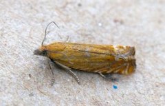 Perikumvikler (Lathronympha strigana)