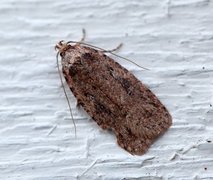 Agonopterix ciliella/heracliana