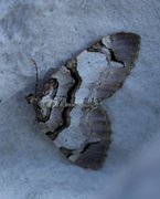 Fiolett rosemåler (Anticlea derivata)