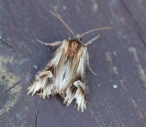 Tannet perikumfly (Actinotia polyodon)