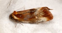 Skumringsvikler (Eulia ministrana)