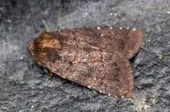 Skyggefly (Rusina ferruginea)