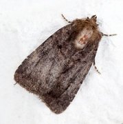 Skyggefly (Rusina ferruginea)