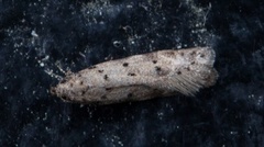 Pseudotelphusa paripunctella