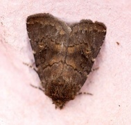 Skyggefly (Rusina ferruginea)