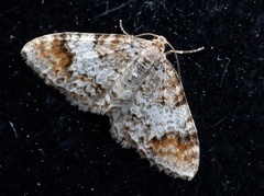 Almemåler (Venusia blomeri)