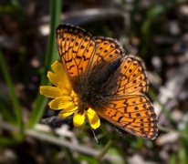 Fjellperlemorvinge (Boloria napaea)