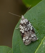 Seljeviklefly (Nycteola degenerana)