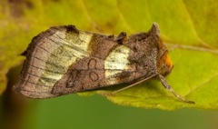 Større båndmetallfly (Diachrysia chrysitis)