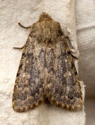 Tempelfly (Dasypolia templi)