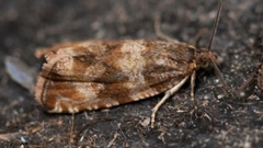 Engprydvikler (Celypha cespitana)