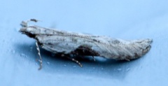 Hypatima rhomboidella