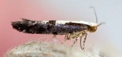 Rognebærmøll (Argyresthia conjugella)