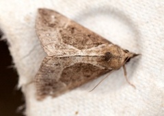 Blåbærnebbfly (Hypena crassalis)