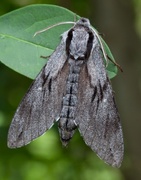 Furusvermer (Sphinx pinastri)