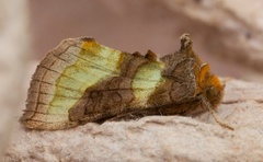 Større båndmetallfly (Diachrysia chrysitis)