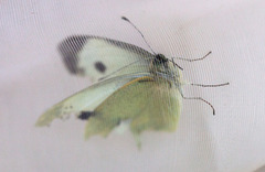 Stor kålsommerfugl (Pieris brassicae)