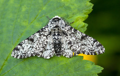 Bjørkelurvemåler (Biston betularia)